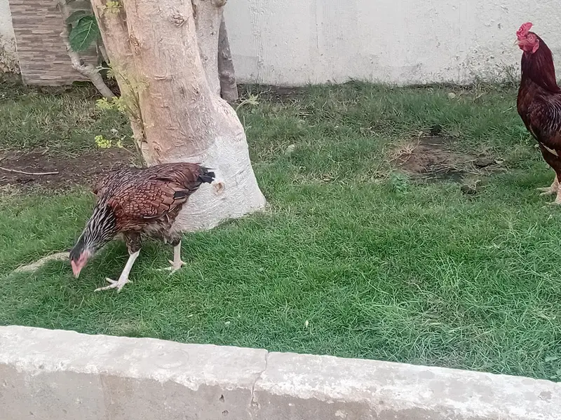 aseel 1 male 2 female 4 chicks — photo 6
