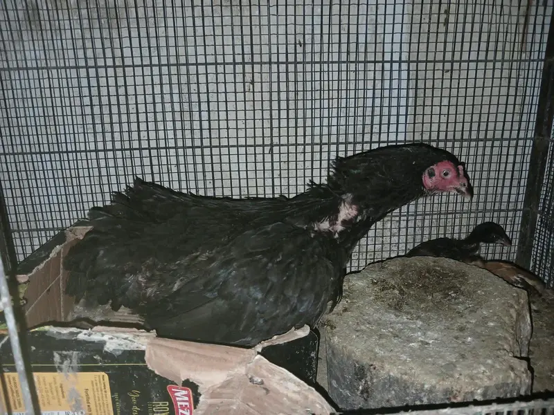 aseel 1 male 2 female 4 chicks — photo 7