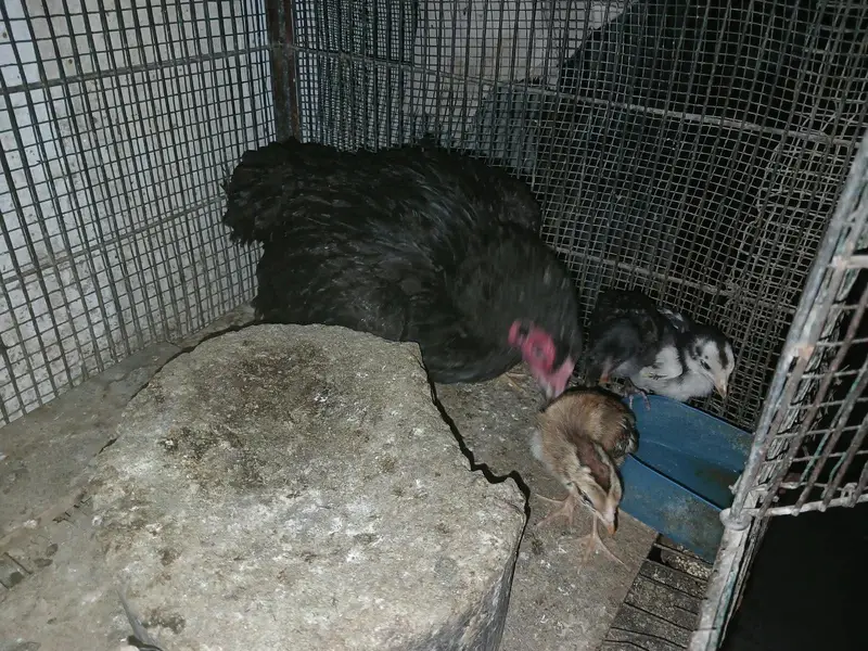 aseel 1 male 2 female 4 chicks — photo 8