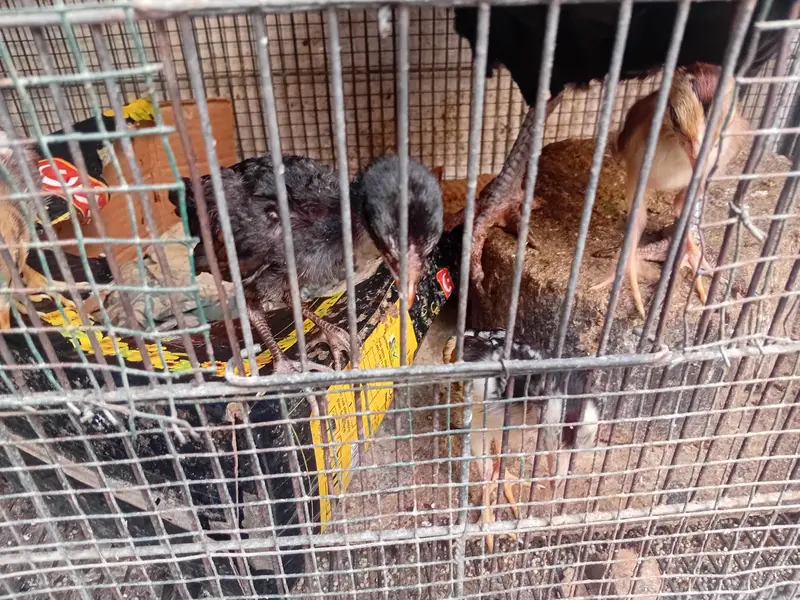 aseel 1 male 2 female 4 chicks — photo 9