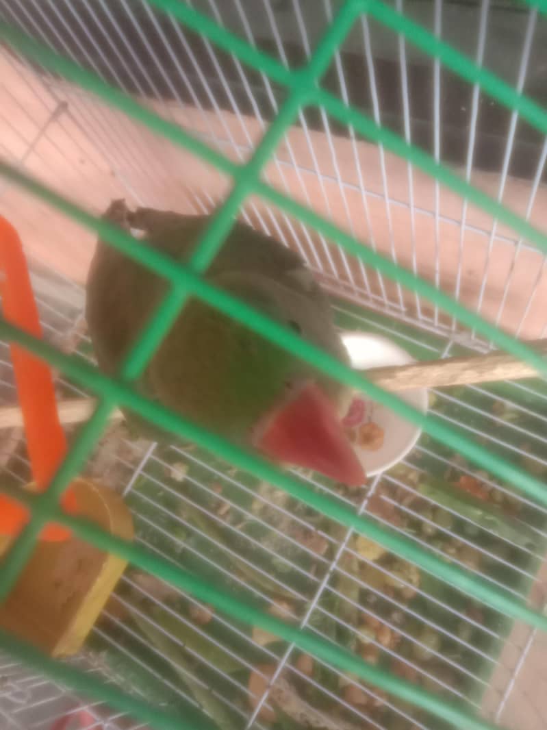 one parrot 0