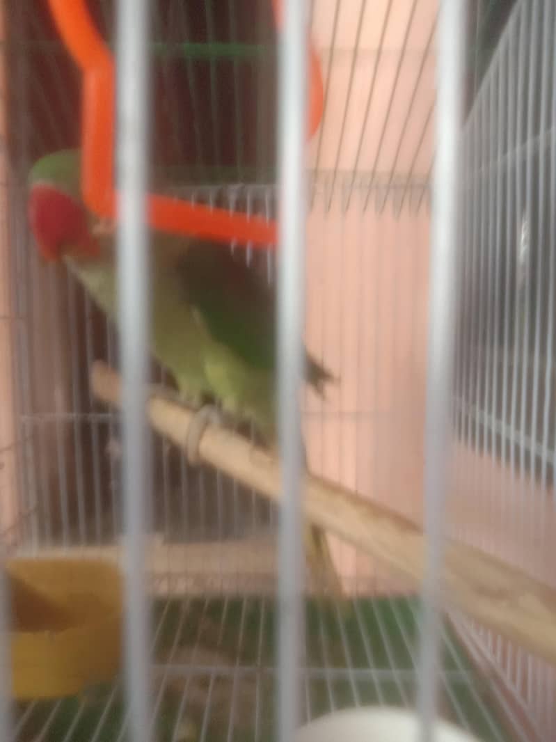one parrot 1