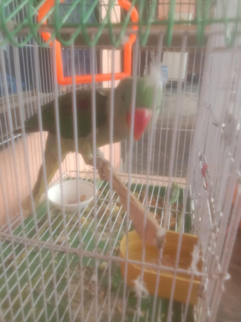 one parrot 2
