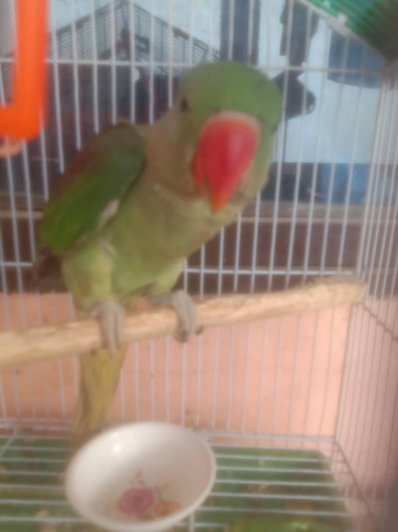one parrot 3