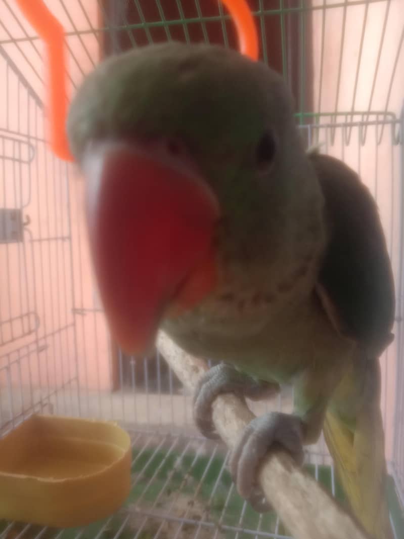 one parrot 4