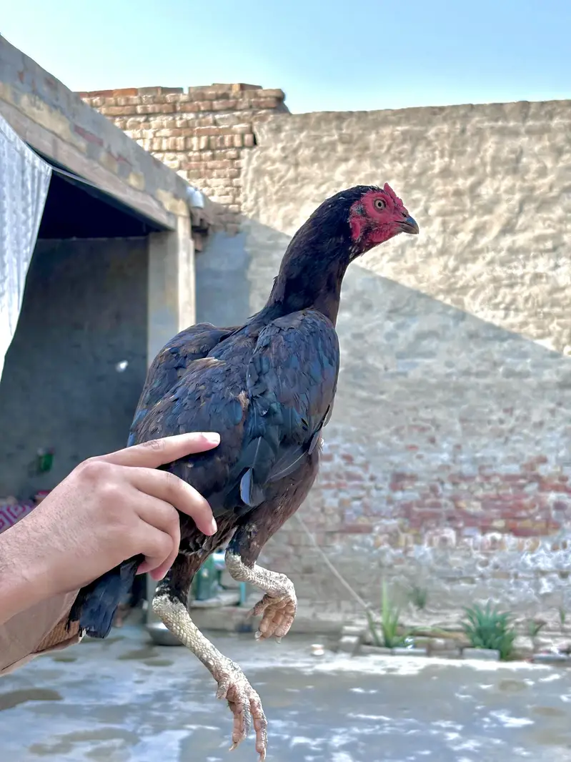 White aseel phta or madi pair — photo 2