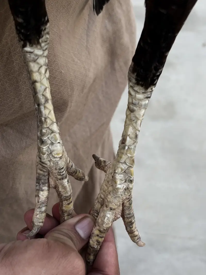 White aseel phta or madi pair — photo 3