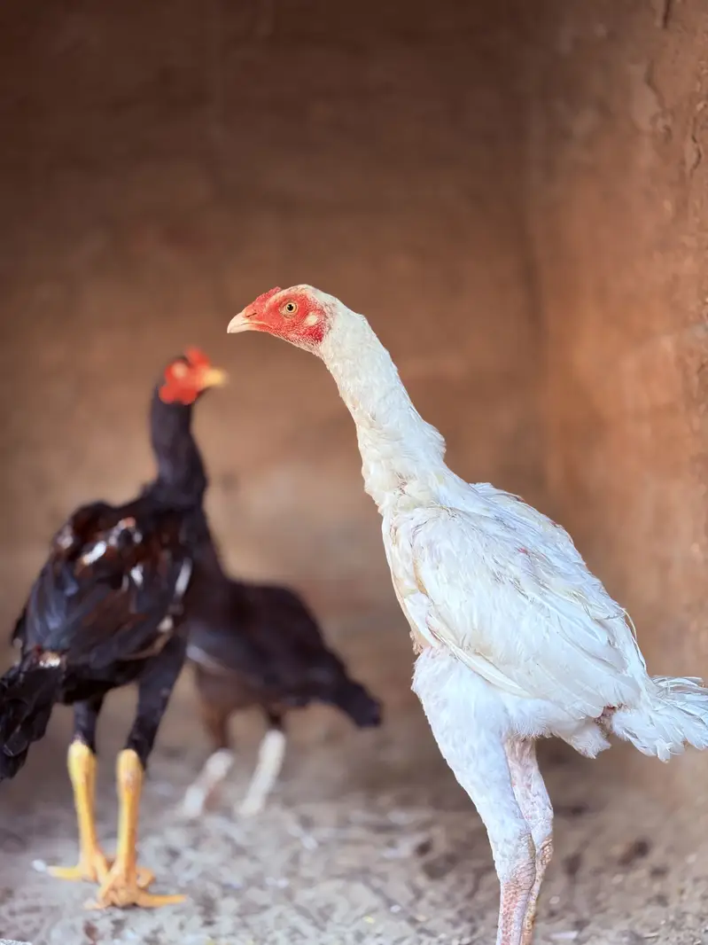 White aseel phta or madi pair — photo 6