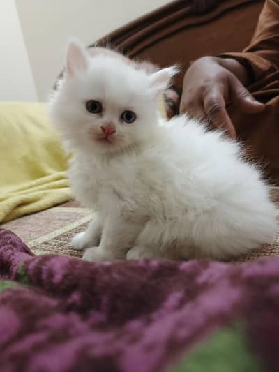 White Persian Odd Eye Kitten Triple Coat
