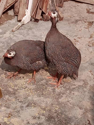 chakor for sale 3000