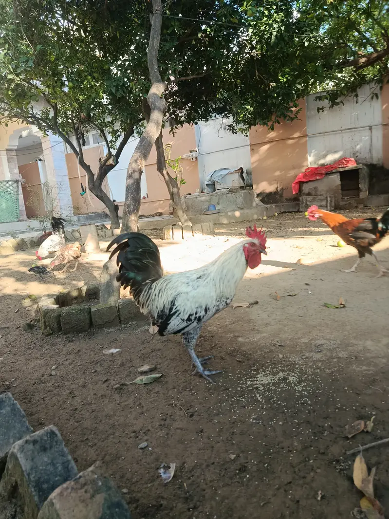 Dasi murga 03346529651 — photo 4