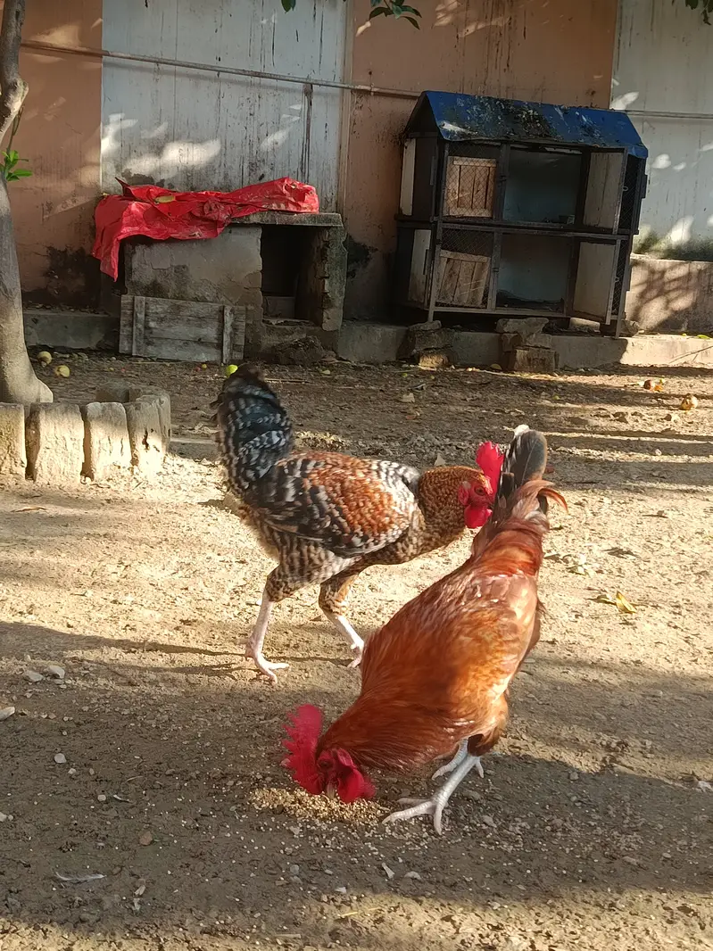 Dasi murga 03346529651 — photo 6