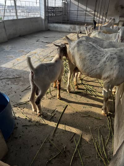 Boer cross breeder