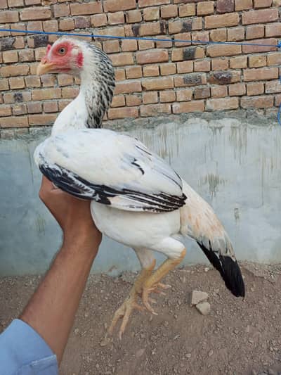 White Jawi High Quality Breeder Madi