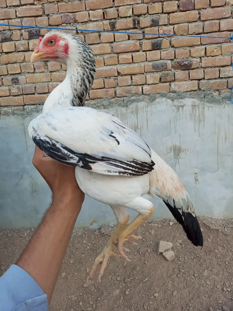 White Jawi High Quality Breeder Madi
