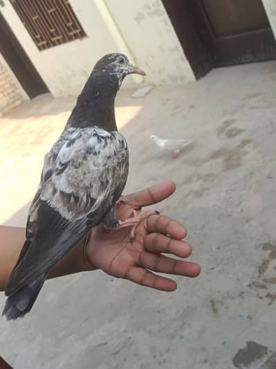Aseel Khal aur Bhury Kabutar For Sale Adult Pair and Pathy