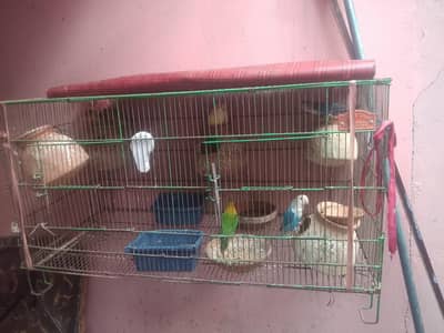 birds seller and buyer