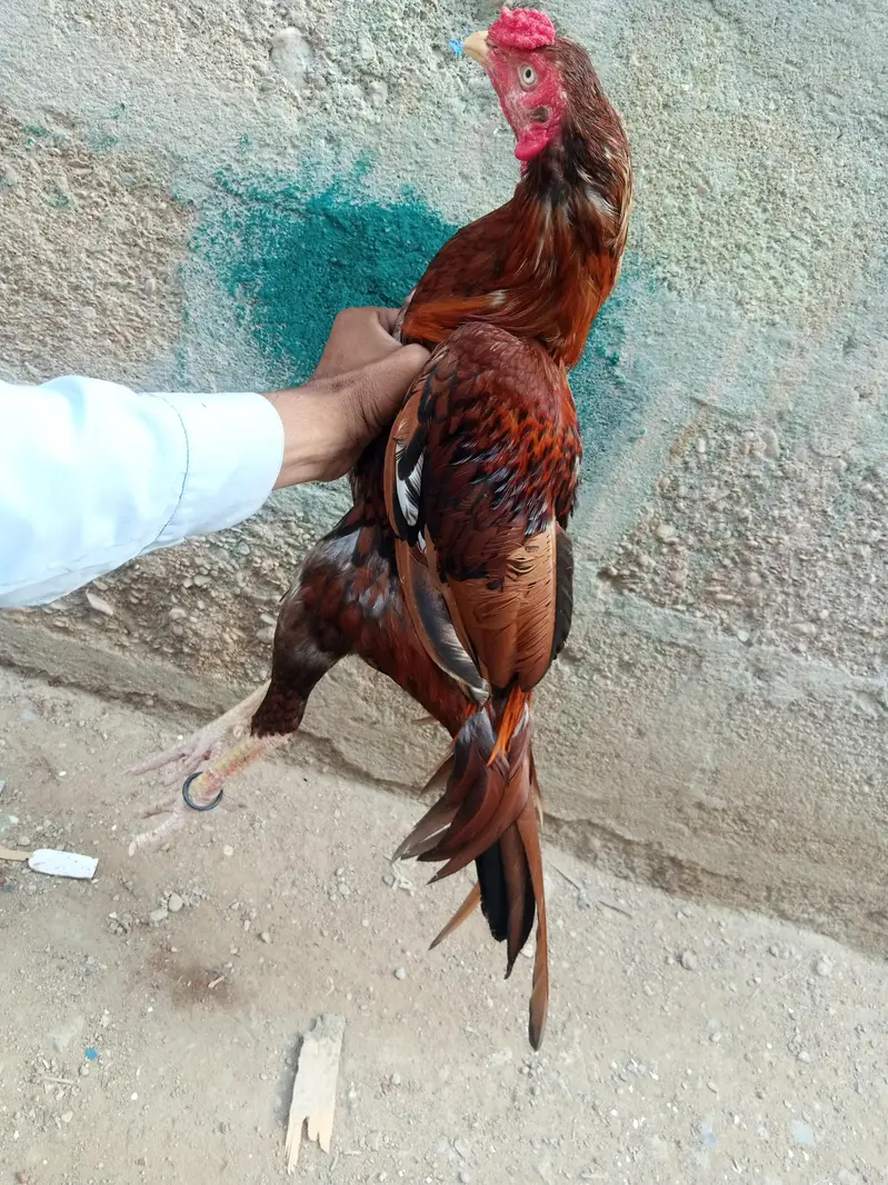 aseel murga — photo 2