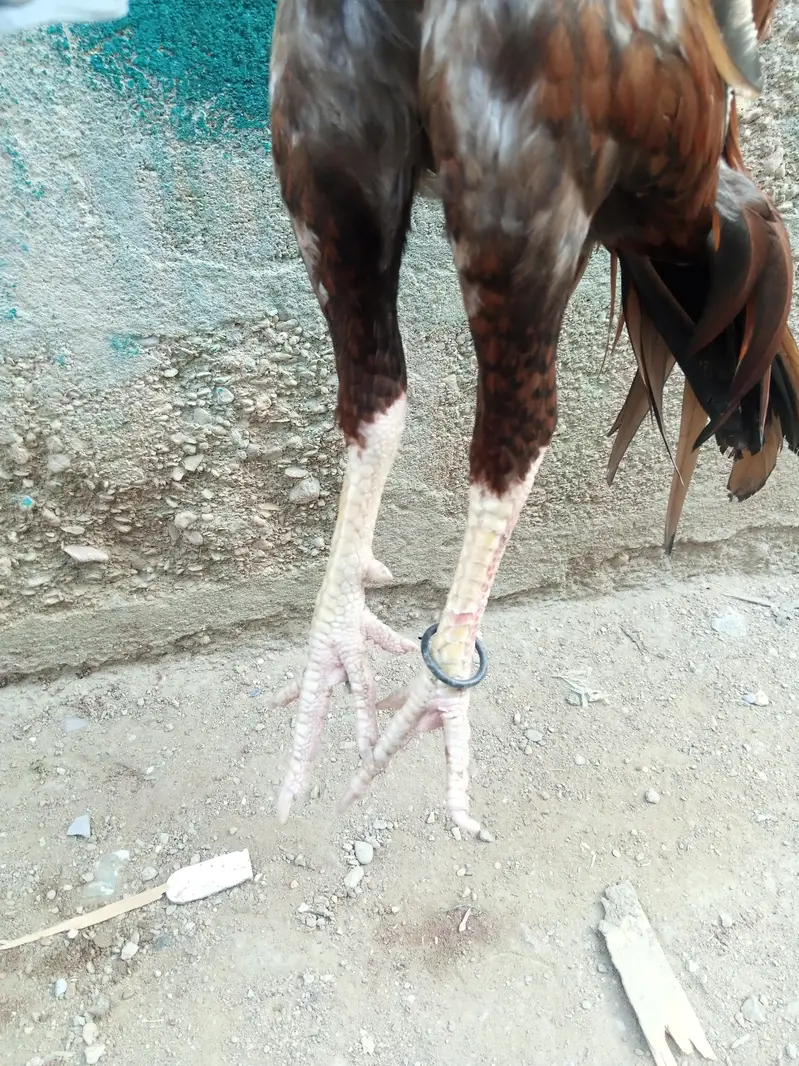 aseel murga — photo 3