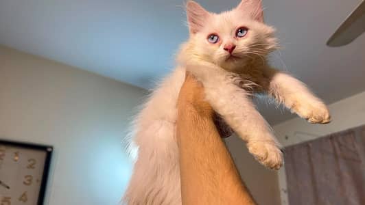 Persian Kittens For sale