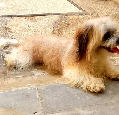 Shih Tzu