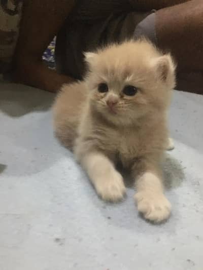 1 month 10 days baby kitten. long cot hair