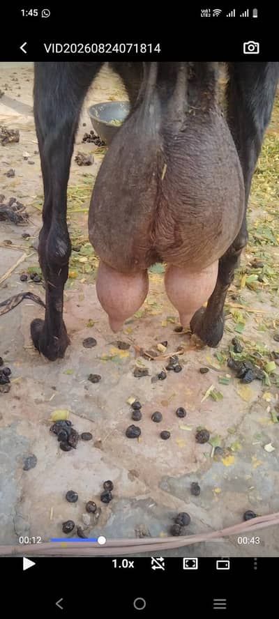 Dogli bakri for sel 8 dant