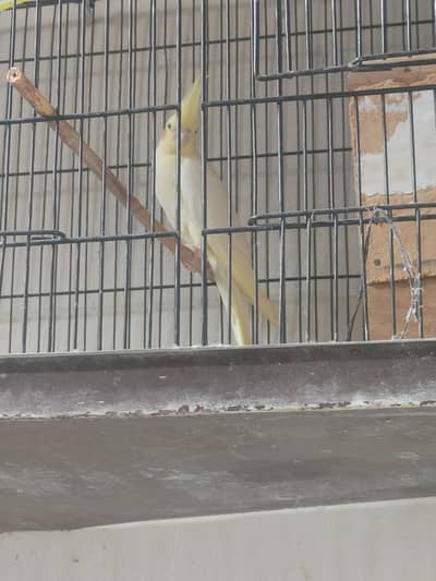healthy female Cocktail parrot sale ya active feamail parrot
