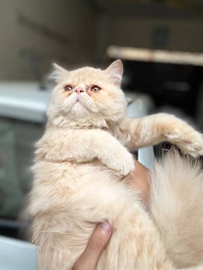 Persian Peki Fawn Male Kitten