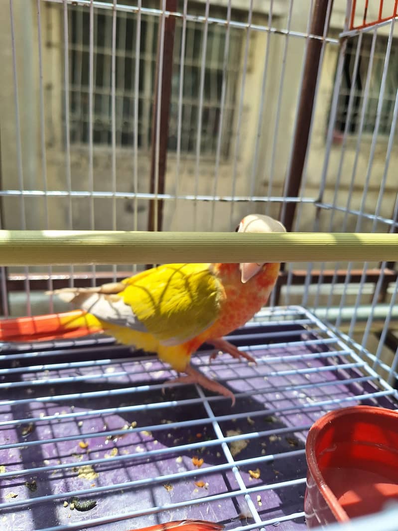 sun conure cheeks Mutation 0