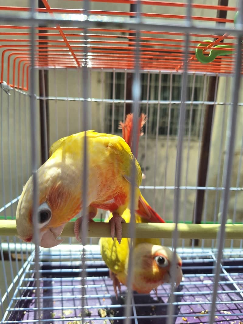 sun conure cheeks Mutation 1