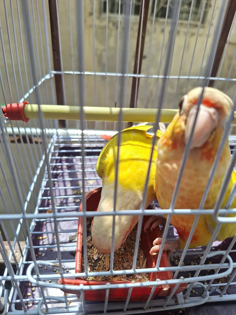 sun conure cheeks Mutation 2