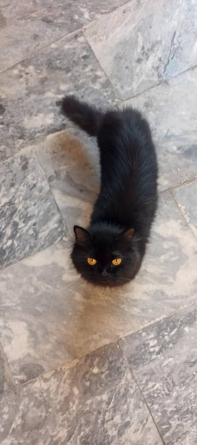 black cat available