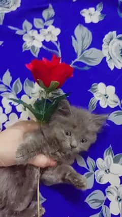 AZADI SALE 30% FLATE OFF BEST PERSIAN KITTENS FOR SALE