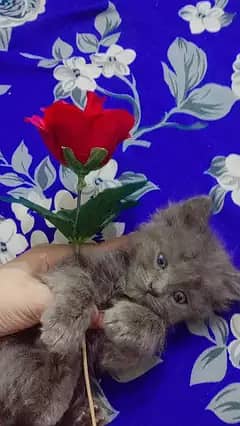 BEST PERSIAN KITTEN FOR SALE