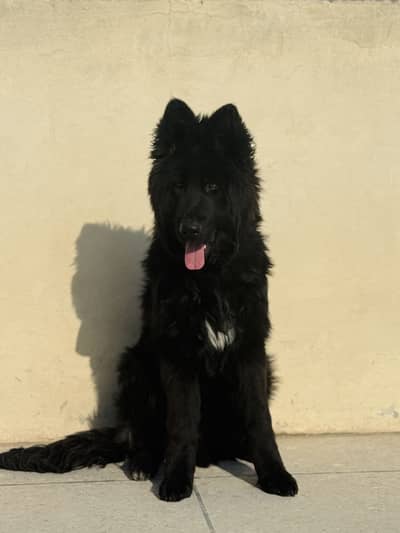 Premium black german shepherd