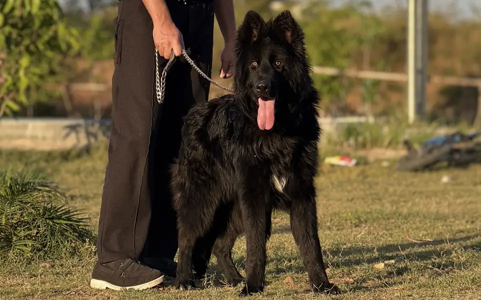 Premium black german shepherd — photo 2