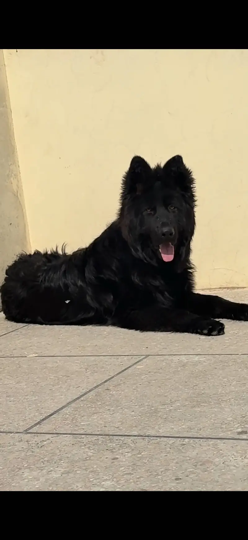 Premium black german shepherd — photo 3
