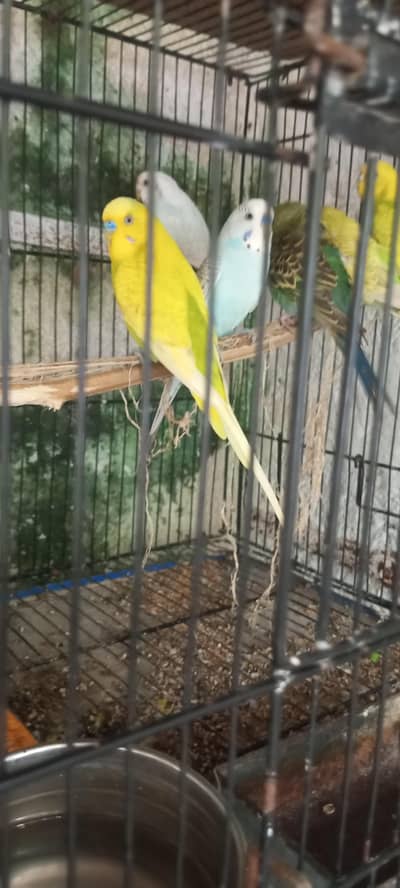 healthy and active pair for sale