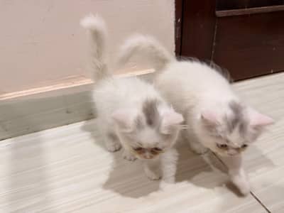 3 fully active & self feed Himalayan punch face kittens for sale