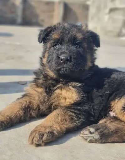 German shepherd puppies for sale / puppy / GSD pup / german shepherd