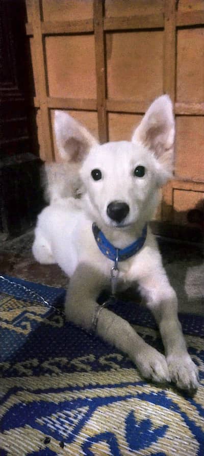 Russian dog