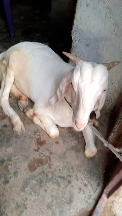 korangi