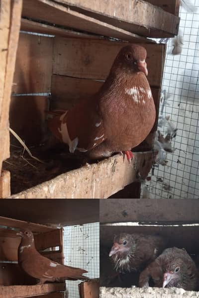 Pigeons pairs for sale