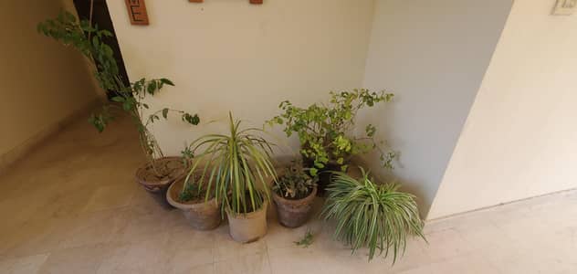 Plants with Pots