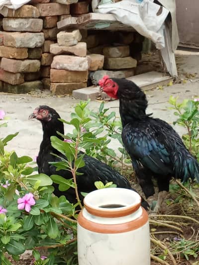 Aseel pair