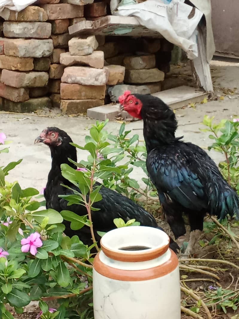 Aseel pair 0