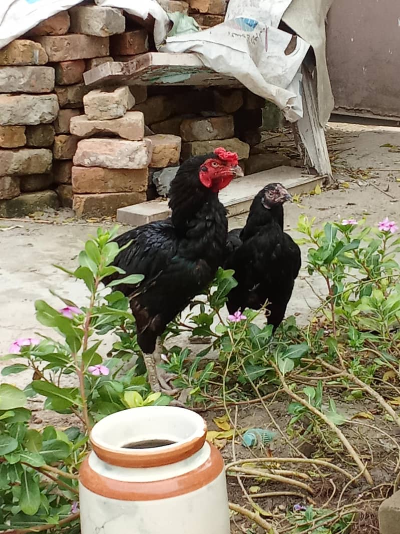 Aseel pair 1