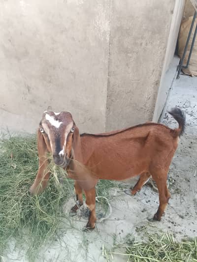 Teddy bakri ha