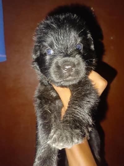 Black Germany Shepherd Long Court puppies available For sale
